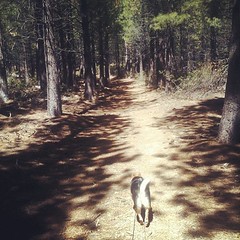 He's a bad navigator! He wants to take every side trail we pass.  #shibainu