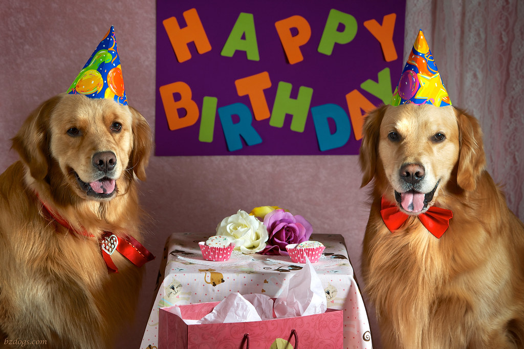 BZ Dogs: Happy Birthday