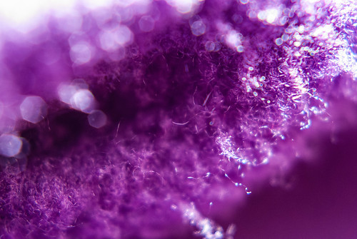 Purple fleece macro - #113/365 by PJMixer
