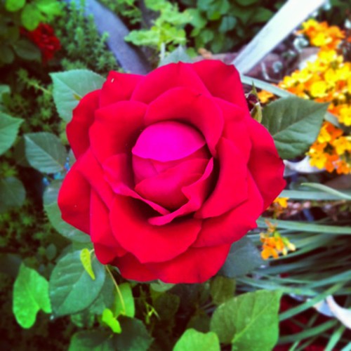 I grew a perfect red rose.