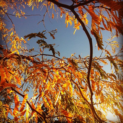 Gorgeous #Autumn leaves on our walk this afternoon #latergram