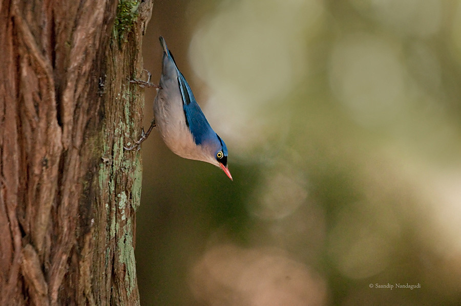 Velvet Fronted Nuthatch
