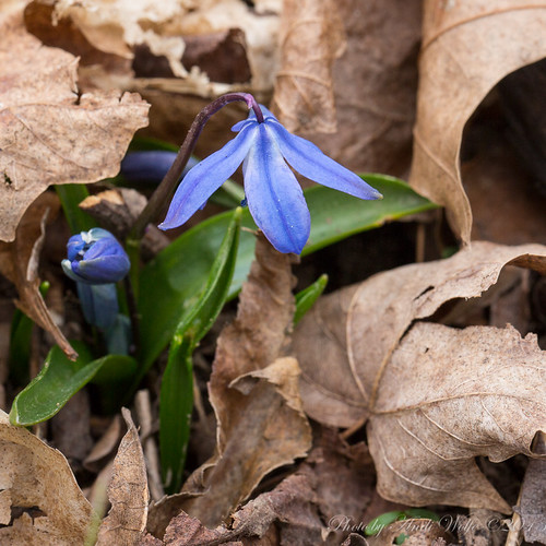 Wood Hyacinth by andiwolfe
