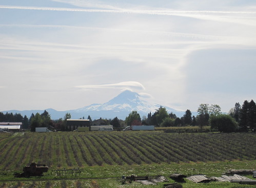 Mount Hood and a flock of lenticular clouds