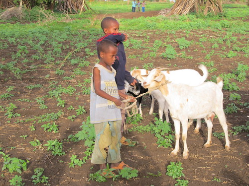 Goats are an important part of the solution to global food security. USDA-ARS Photo. Taken by Heather Huson.
