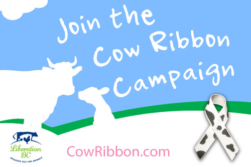 cow ribbon