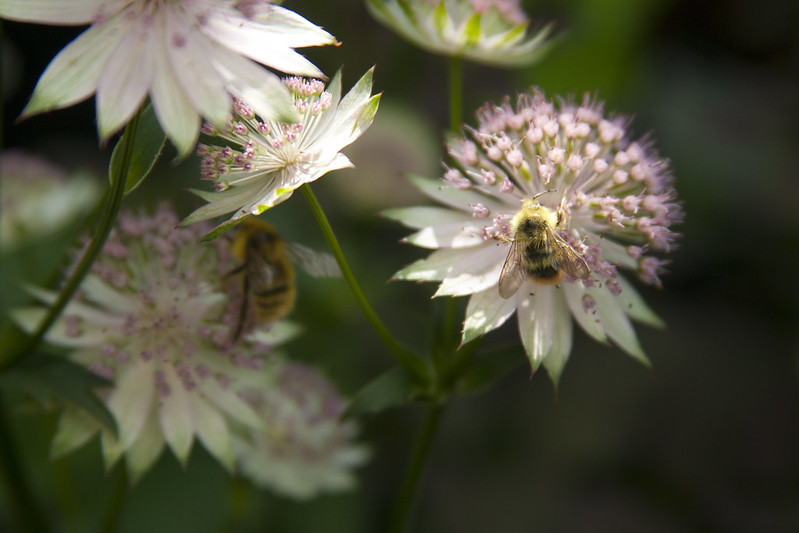 Astrantia with bees