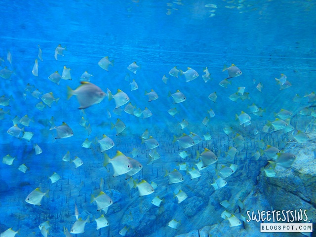 sea aquarium marine life park resort world sentosa singapore (31)