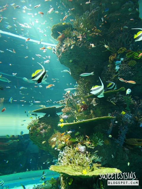 sea aquarium marine life park resort world sentosa singapore (27)