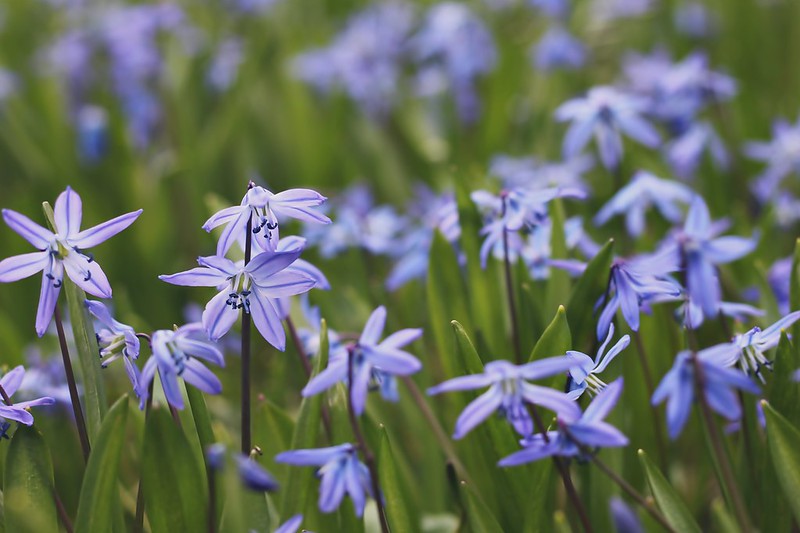 blue Flowers