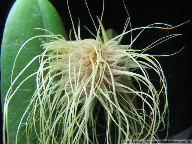 1378 - Bulbophyllum medusae