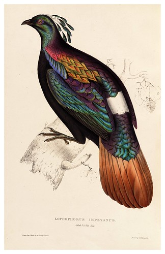 011-Lophophorus Impeyanus-A Century of Birds from the Himalaya Mountains-John Gould y Wm. Hart-1875-1888-Science Naturalis