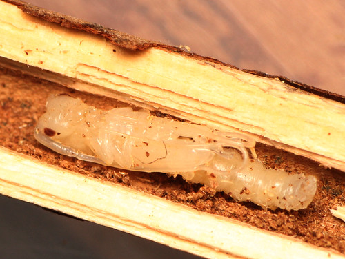 ドウボソカミキリ蛹