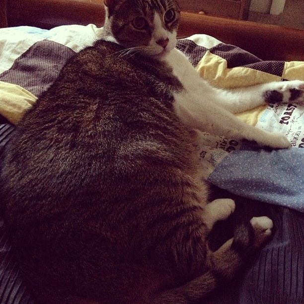 The way he's laying makes him look even fatter than he actually is. Lol #furbaby #cats #fatty #catsofinstagram