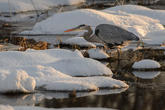 Great Blue Heron-47978.jpg by Mully410 * Images