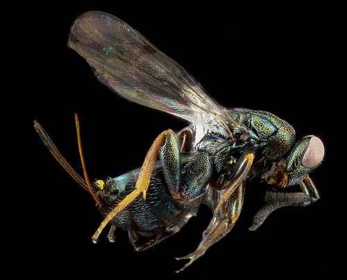Wasp 3, U, side, Wyoming, Park County_2013-04-09-15.15.50 ZS PMax