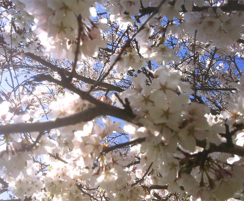 Spring Blossoms by randubnick