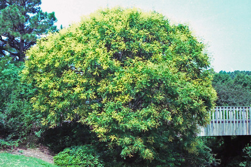 Goldenrain Tree by bahayla