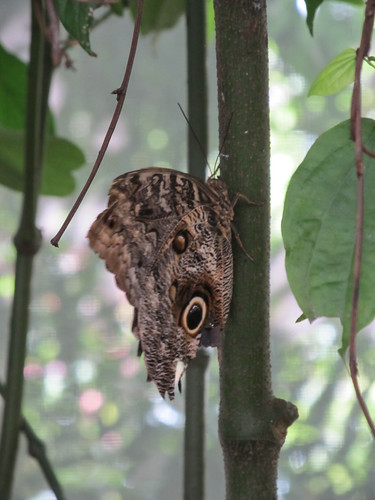 Le Parc des Oiseaux d'Iguaçu: la volière aux papillons