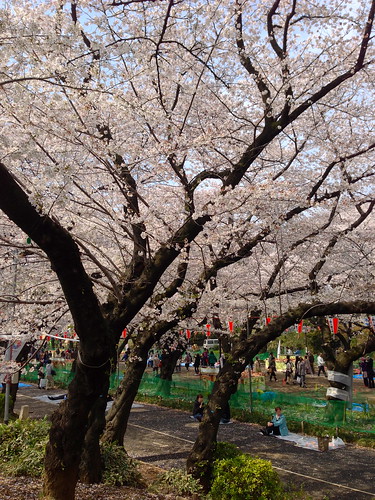 Tokyo's Ueno Park Cherry Blossom