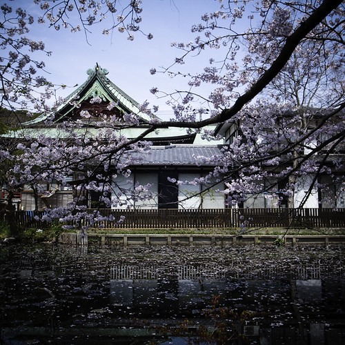 Cherry Blossom with Pond, Ichikawa 2013