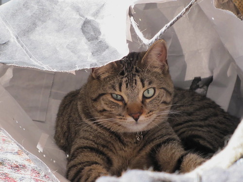 Cat in a bag. by ricmcarthur