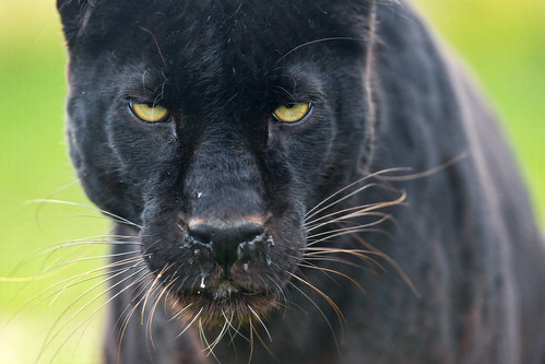 Intense looking blacky by Tambako the Jaguar
