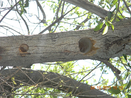 A Woodpecker In Our Tree!
