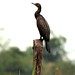 Indian Cormorant - Bolgoda Lake - Sri Lanka