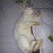My Pet Pochu Sleeping on bed ©Reza ® #photography #nature #tourism  #love #instagood #me #cute #tbt #photooftheday #instamood #tweegram #iphonesia #picoftheday #igers #summer #girl #instadaily #beautiful #instagramhub #iphoneonly #igdaily #bestoftheday #f
