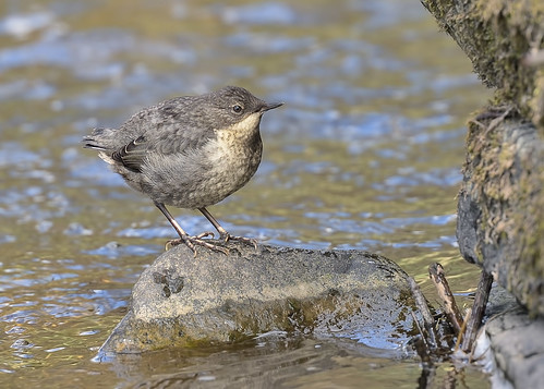 Newly fledged Dipper by Andy Pritchard - Barrowford