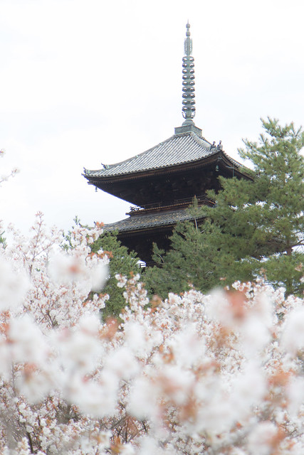 Sakura at Ninnaji Temple