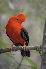 Birds of Peru / Aves de Perú