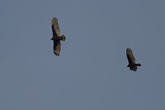 Vultures-45935.jpg by Mully410 * Images