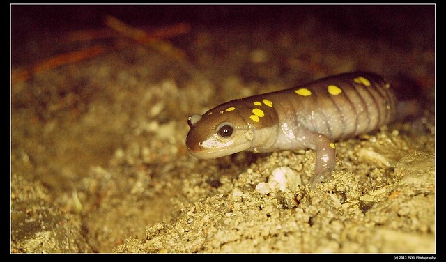 Yellow-spotted salamander (Ambystoma maculatum)