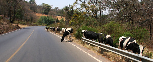 Cows on the road