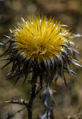 Thistle by Zdenek Papes