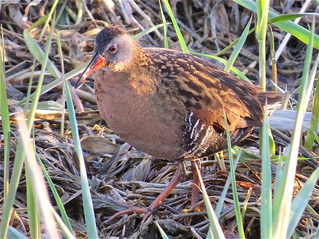 Virginia Rail at Evergreen Lake in McLean County, IL 17
