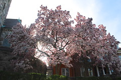 Magnolias