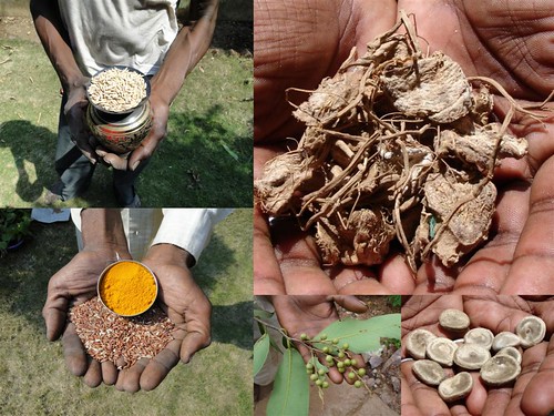 Medicinal Rice Formulations for Management of Diabetes Type 2 (Third Stage) from Pankaj Oudhia’s Medicinal Plant Database by Pankaj Oudhia