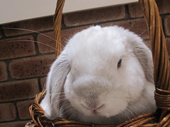 George in a Basket 4