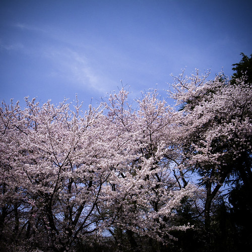 Sky Cherry Blossom Earth