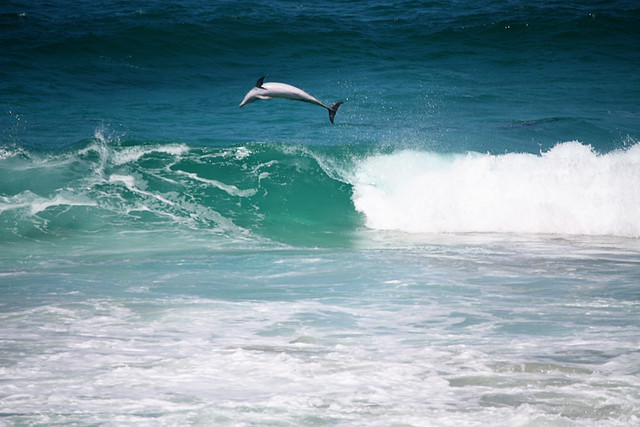 See that dolphin jump