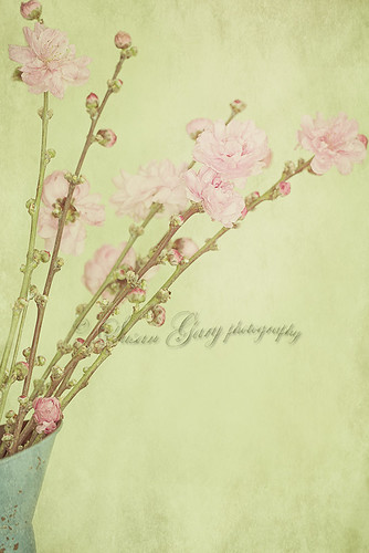 Vintage Spring Blossoms by *GloriousNature*bySusanGaryPhotography