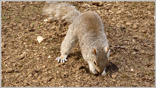 Ok.. you've caught me hiding my nuts...