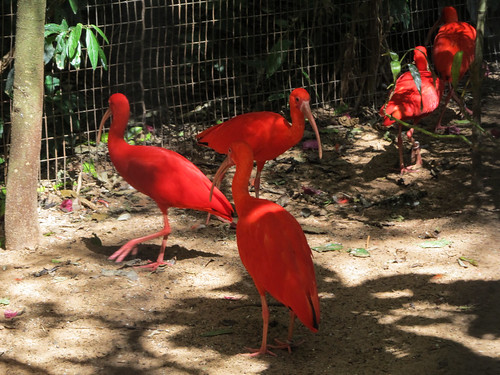 Le Parc des Oiseaux d'Iguaçu: des ibis