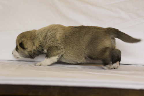 Ike-Kilbe-Pup2-Male(Day 13)-15