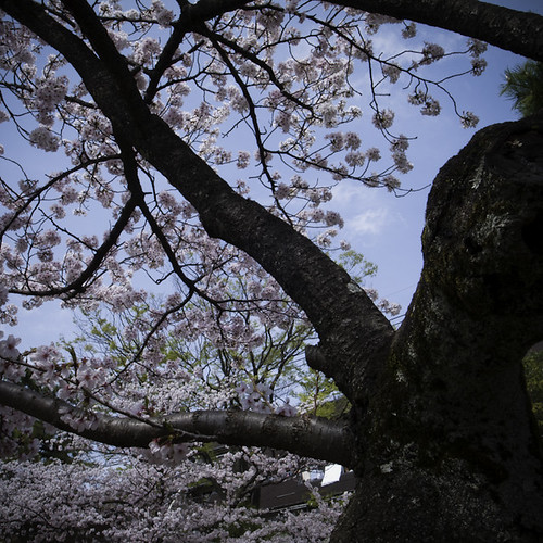 Skyward Cherry Blossom, Ichikawa 2013