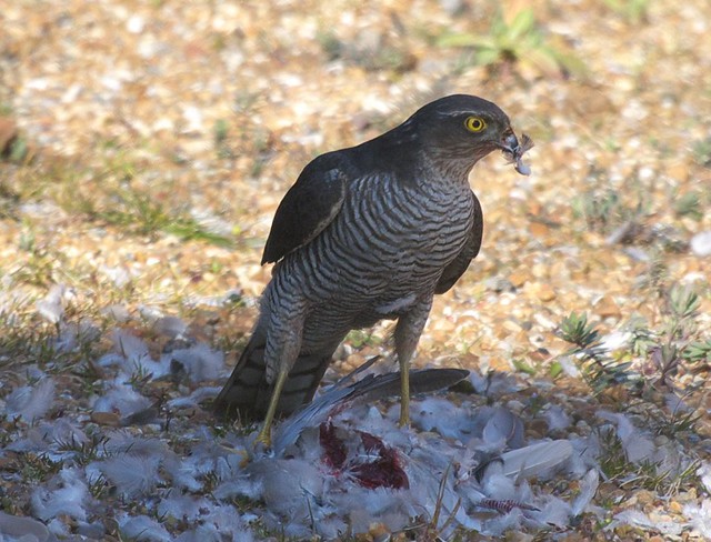 DSC_6182 Female Sparrowhawk with its prey
