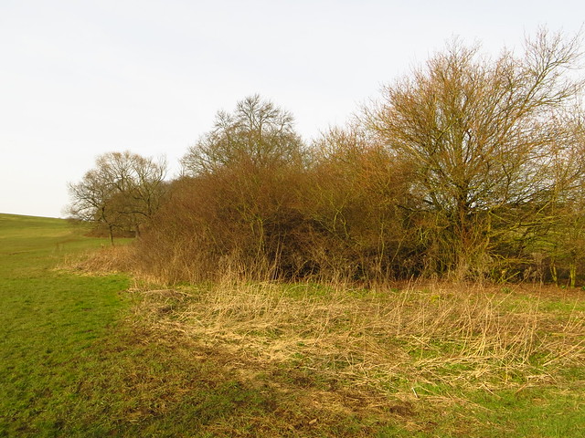 The Second Hedge